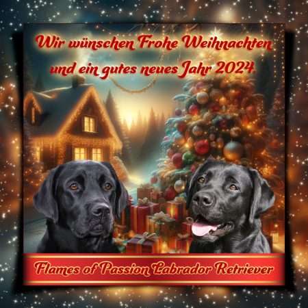 Frohe Weihnachten, Merry Christmas, Flames of Passion Labrador Retriever