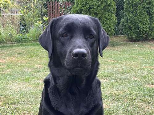 Precious For Eternity Evenmore She’s Smart Kopfbild von einem schwarzen Labrador