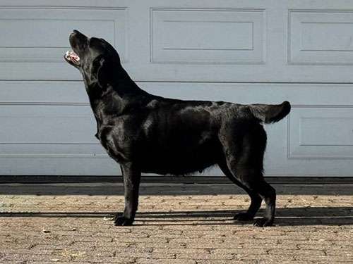 Precious For Eternity Evenmore She’s Smart Standbild von einer schwarzen Labradorhündin